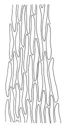 Calliergon richardsonii, mid laminal cells. Drawn from C.J. Burrows s.n., Feb. 1971, CHR 343073.
 Image: R.C. Wagstaff © Landcare Research 2014 